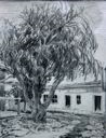 Image of Old Tree and Building at Taos #