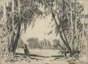 Image of Through the Eucalyptus Trees