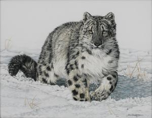 Image of Snowleopard