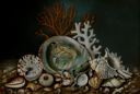 Image of Aquarium Shells