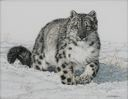 Image of Snowleopard