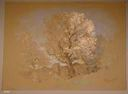 Image of White blossom tree (untitled)